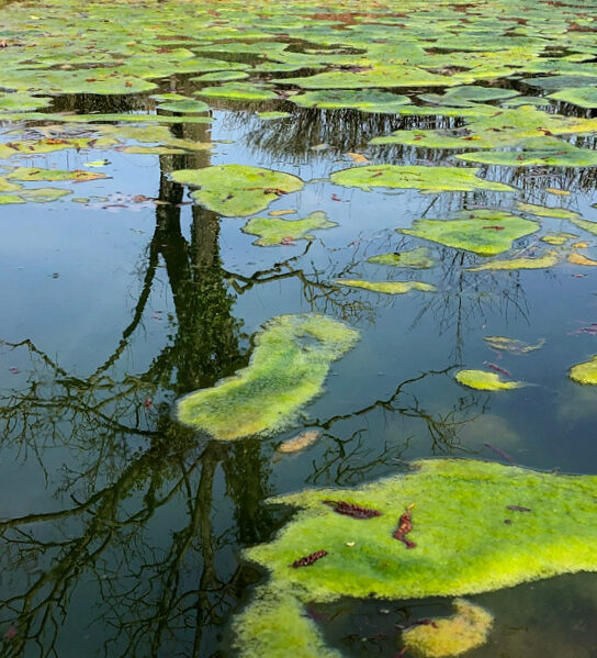 Algae Pond IMG 7118