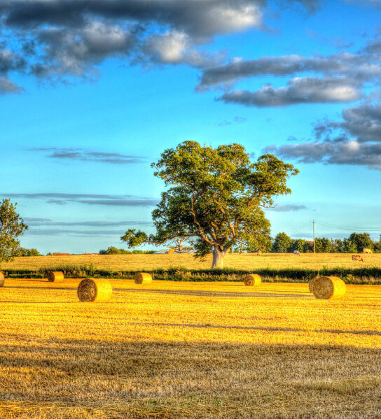 Arable field iStock