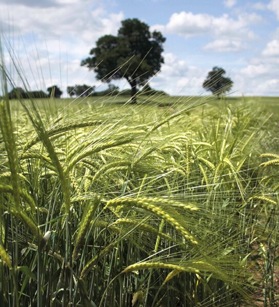 Barley Sstock