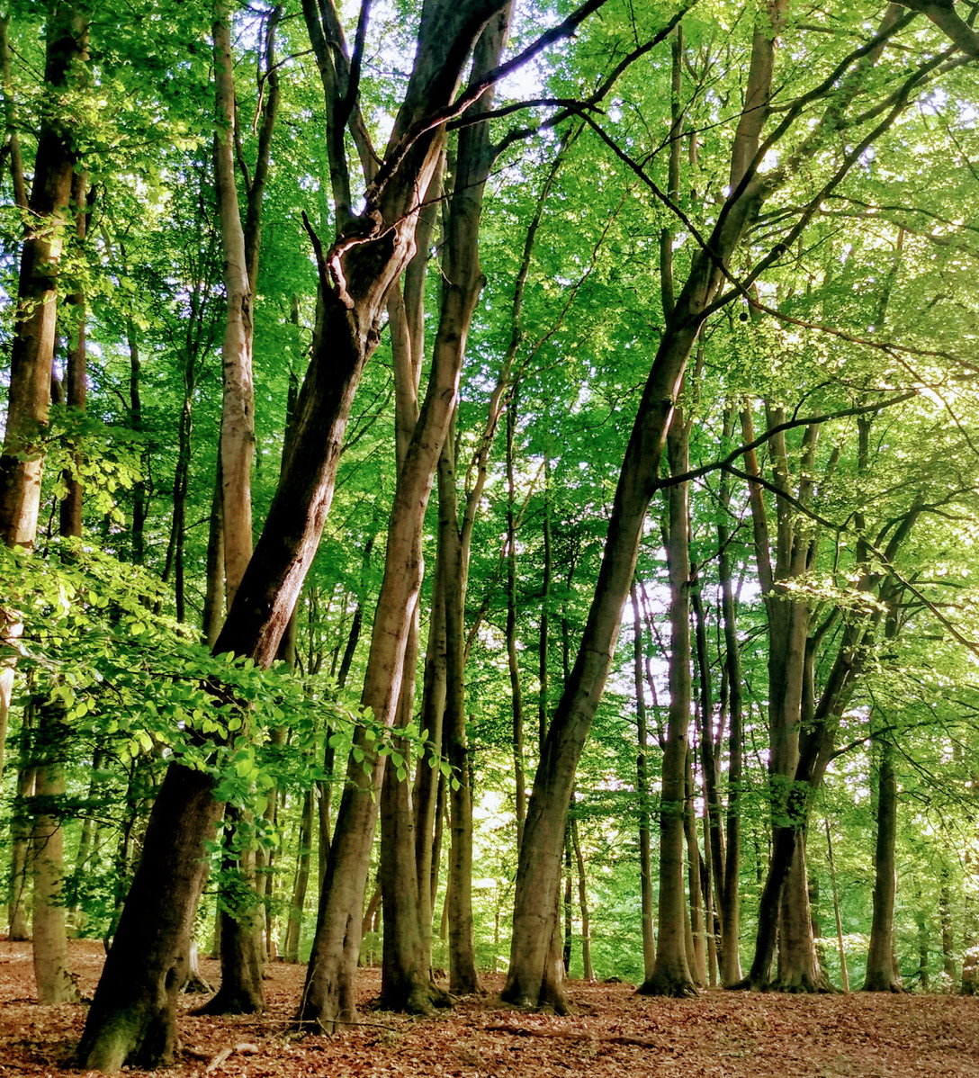 Mature Beech trees in a forest