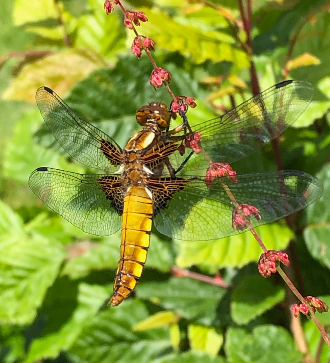 Close up of a Broad bodied Chaser dragonfly