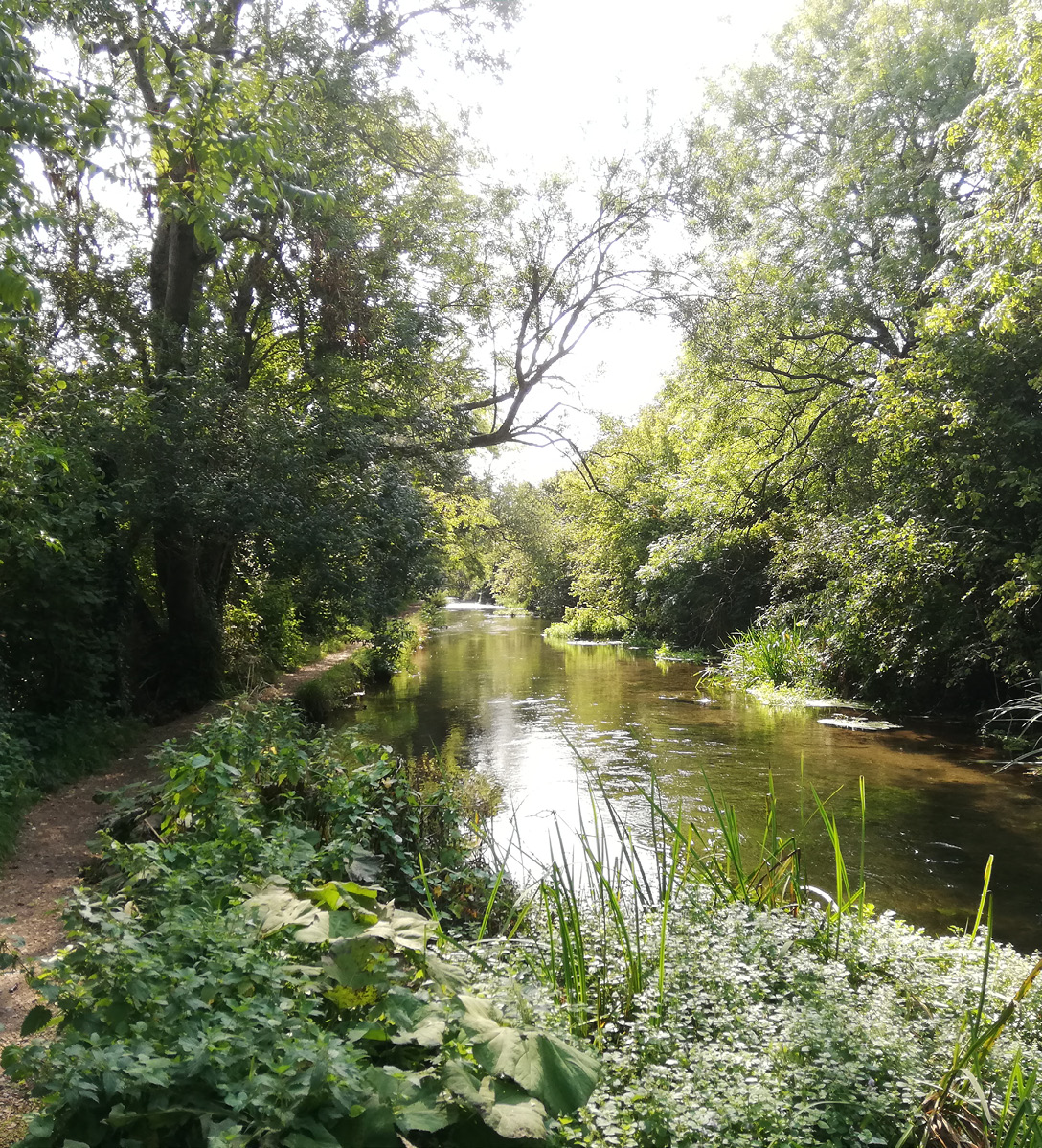 Chalk stream in Itchen