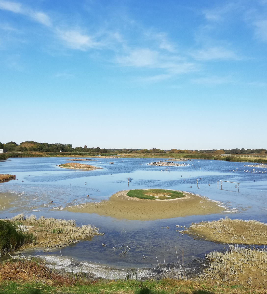Coastal wetland in Titchfield with small islands of sand and grass  covered with marine birds and surrounded by water