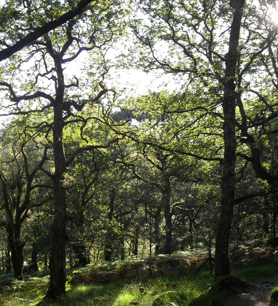 A broadleaved woodland in Wales with mature trees that have twisted branches and ferns underneath
