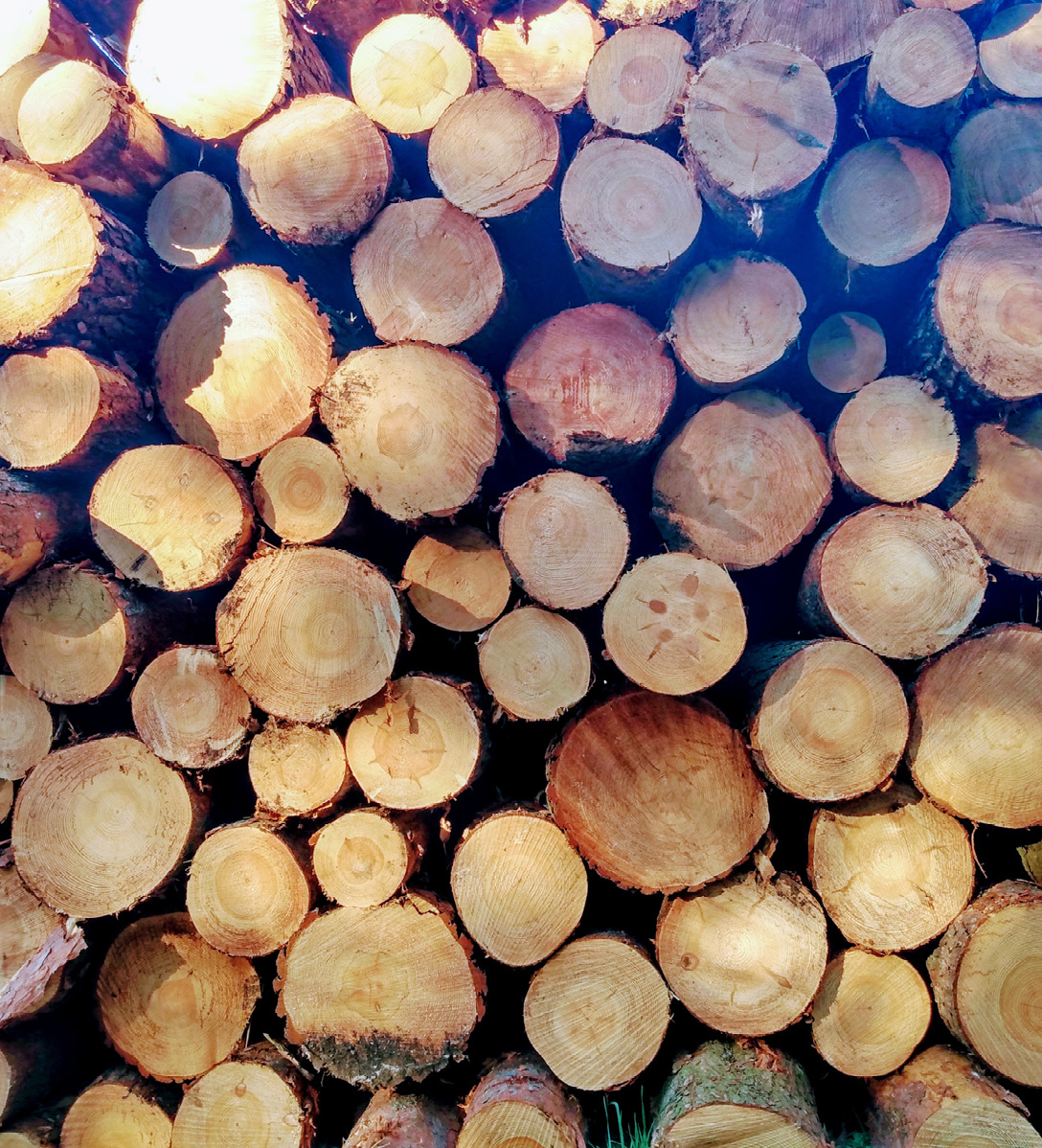 Looking at the end of a pile of freshly cut pine tree logs