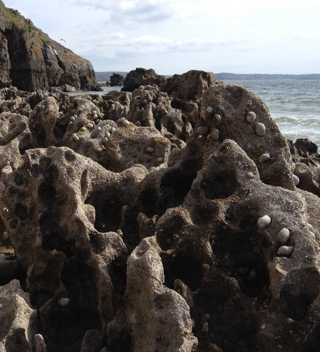 Rock formations on the coast of the UK covered with sea snails and barnacles that have been exposed at low tide