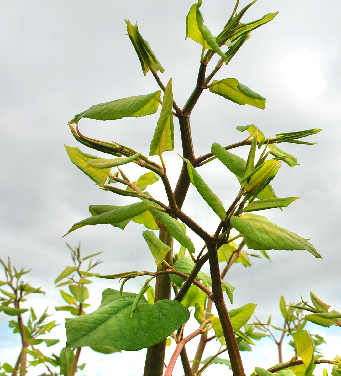 Japanese Knotweed with yellowy-green leaves and thick pinky coloured stems growing in the UK