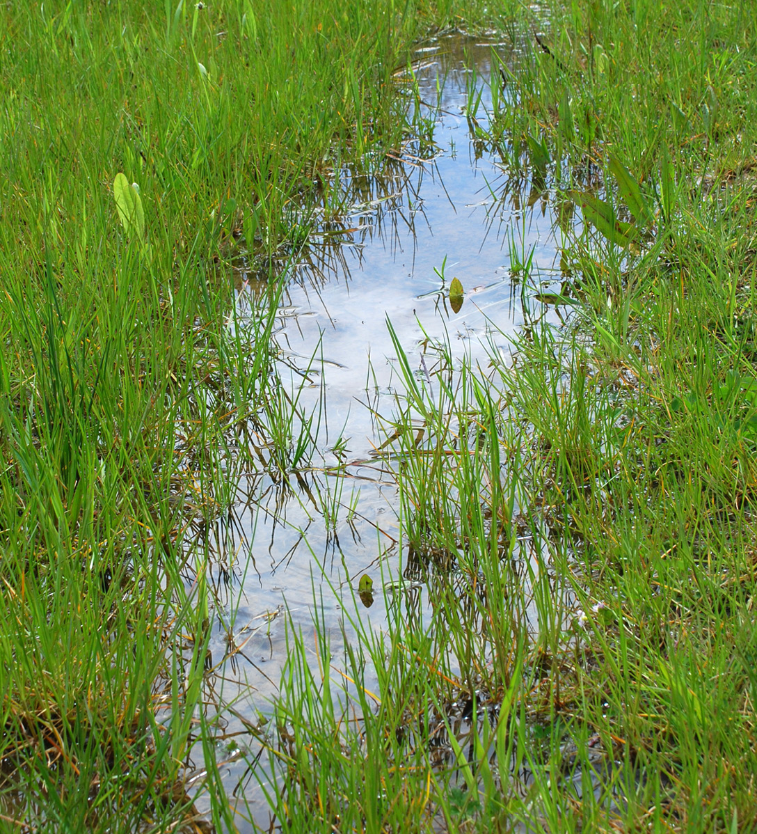 A puddle in the middle of a waterlogged field of grass