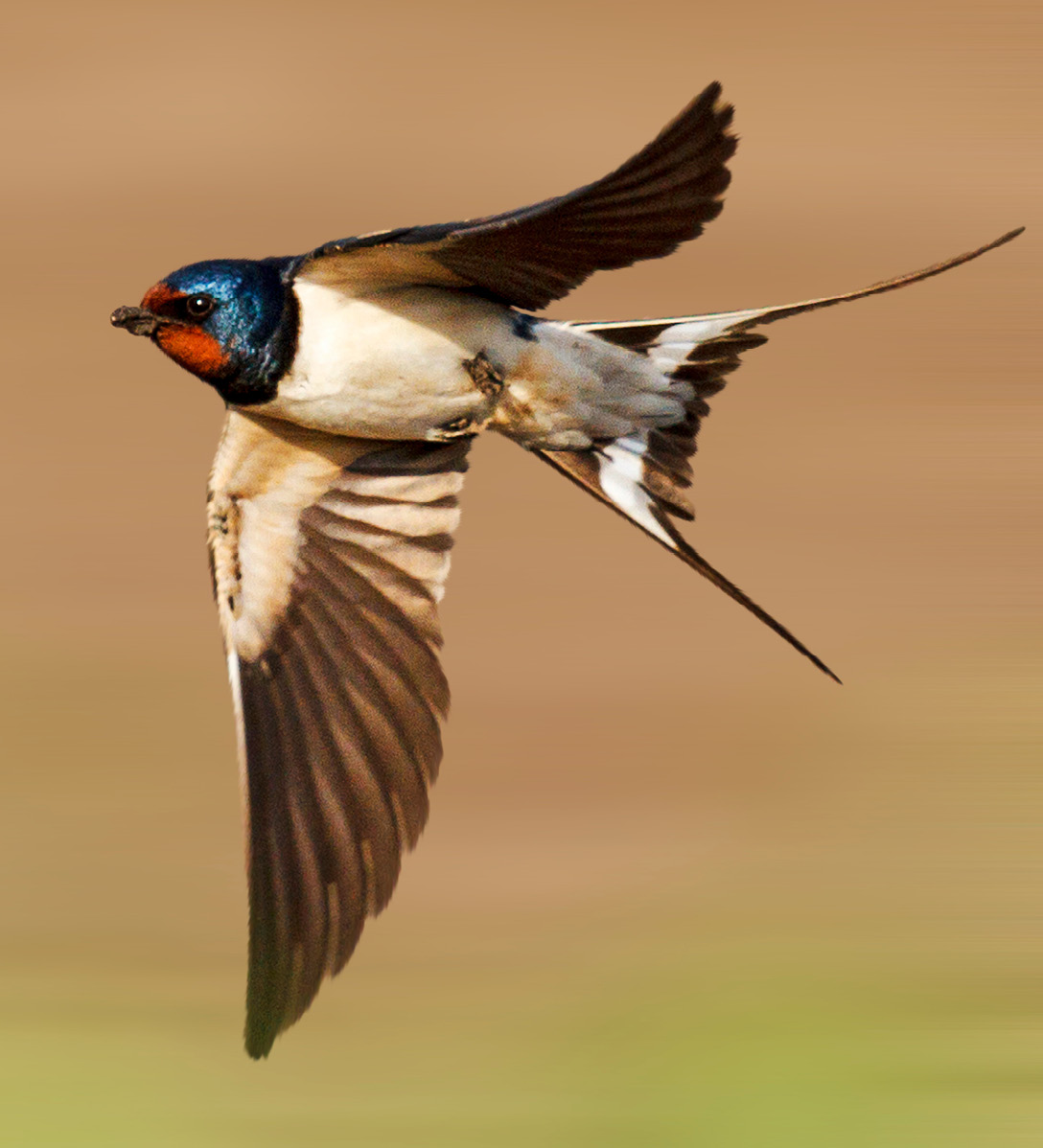 A swallow with an iridescent blue and red head shows its underside as it flies fast