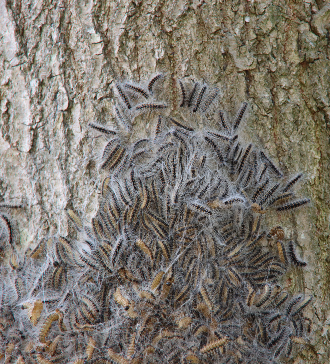 Oak processionary caterpillars on the trunk of an oak tree, where they form a nest