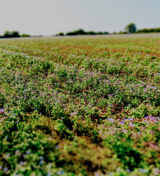 Borage fields Hampshire KB